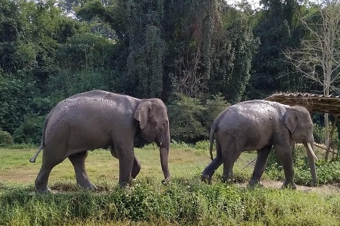 One Day Hiking and Elephant experience by Chiang Mai Elephant Home - A Thai buffet lunch keeps the day moving