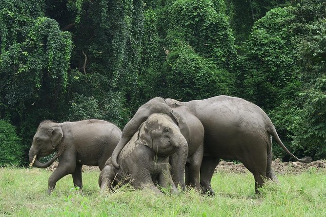 One Day Hiking and Elephant experience by Chiang Mai Elephant Home - How the group size and transport affect the day