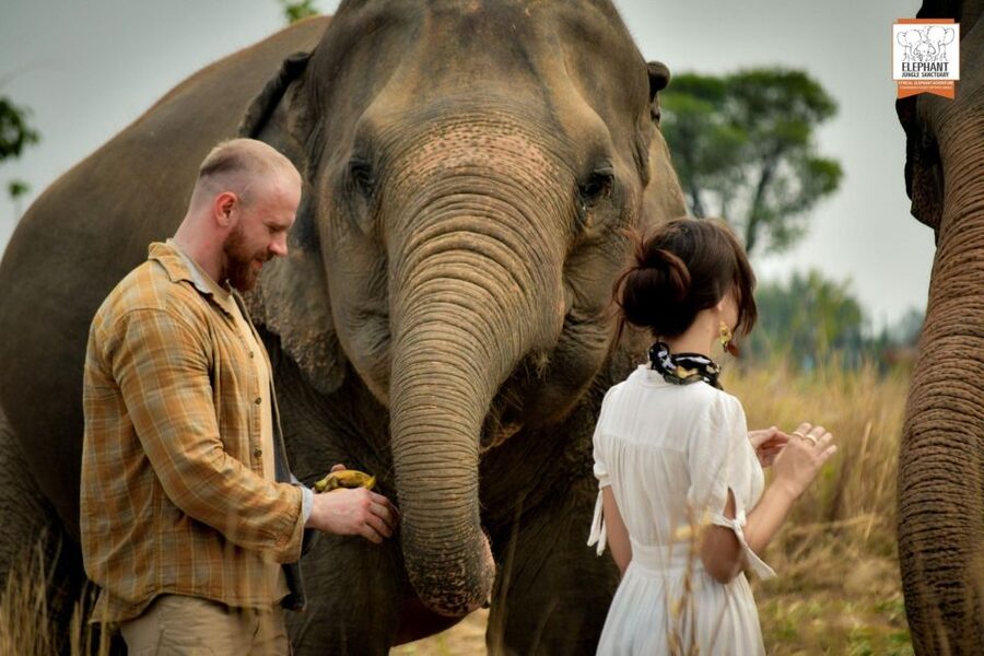 Pattaya: Elephant Jungle Sanctuary Feeding Experience - Feeding the elephants up close