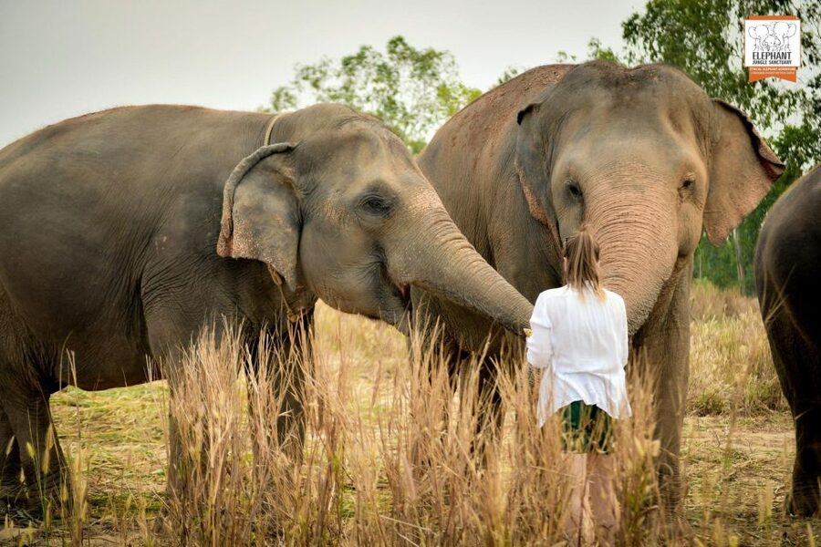 Pattaya: Elephant Jungle Sanctuary Feeding Experience - Photos without losing the moment