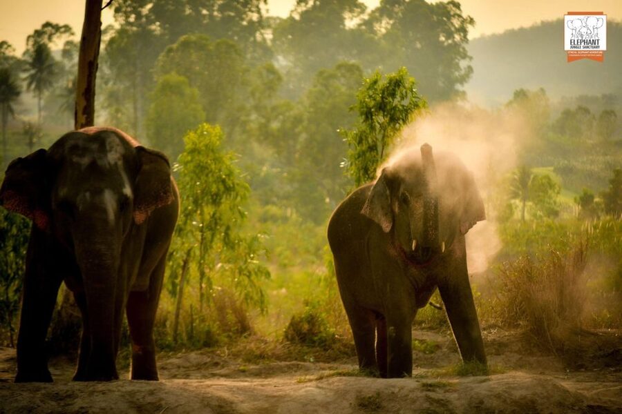 Pattaya: Elephant Jungle Sanctuary Feeding Experience - How long should you allow?