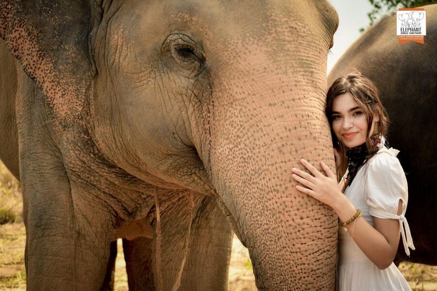 Pattaya: Elephant Jungle Sanctuary Feeding Experience - Practical details that can save you trouble