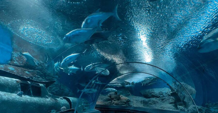 Pattaya: Underwater World Pattaya Aquarium Admission Ticket - What the Pattaya aquarium experience is really like