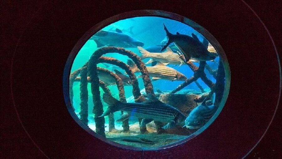 Pattaya: Underwater World Pattaya Aquarium Admission Ticket - Jellyfish Zone: a calmer change of pace