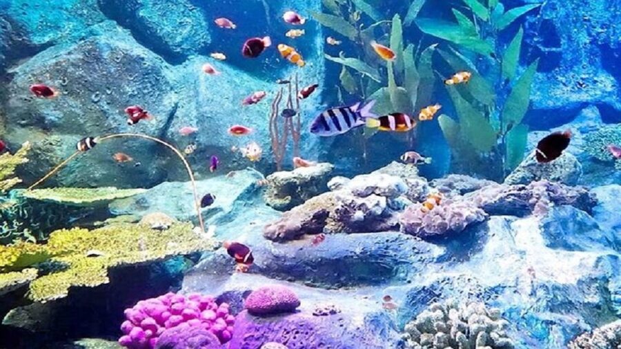 Pattaya: Underwater World Pattaya Aquarium Admission Ticket - How much value do you get for $8?