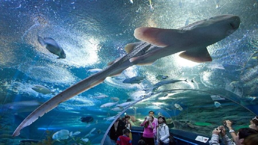 Pattaya: Underwater World Pattaya Aquarium Admission Ticket - Walking through the 105-meter clear tunnel