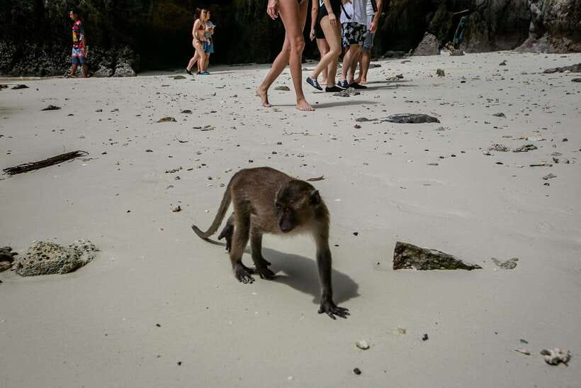 Phi Phi: 7 Islands longtail boat with Sunset and Plankton - Snorkeling at Shark Point