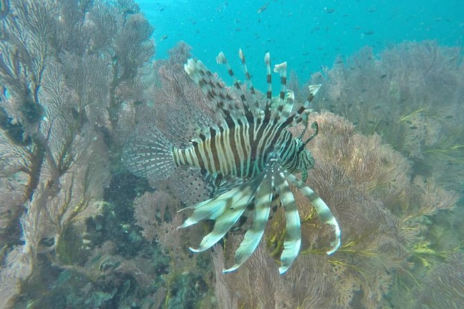 Phi Phi Early Bird & 4 Islands - Day Tour by Speedboat From Krabi - The Four Islands finish: Chicken, Poda, and the ride home