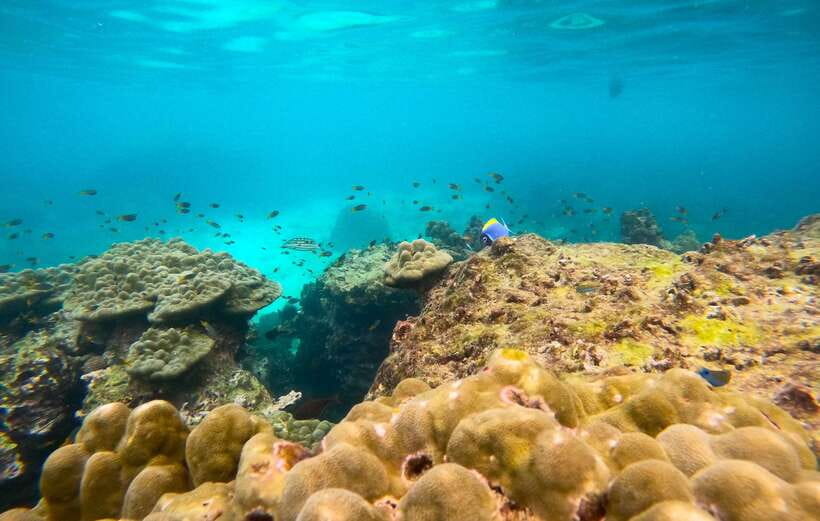 Phi Phi: Half-Day Tour with Maya Bay, Pileh Lagoon & Snorkel - Loh Samah Bay and the second water stop