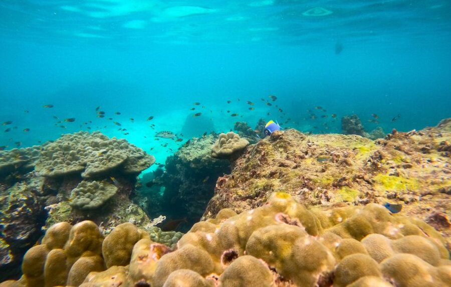 Phi Phi: Morning Speedboat Tour to Maya Bay with Snorkel - Key points worth knowing