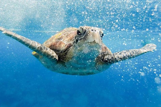 Phi Phi Tour from Krabi , Semi-Private Tour only 12 Guests - The key points at a glance