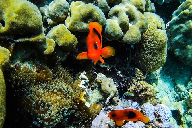 Phi Phi Tour from Krabi , Semi-Private Tour only 12 Guests - Phi Phi Leh and the island scenery