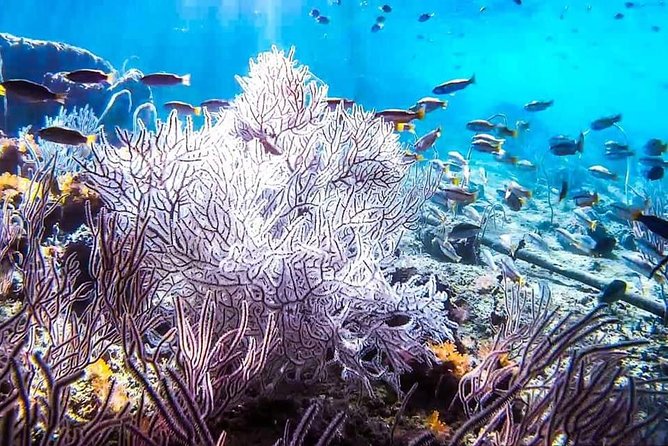 Phi Phi Tour from Krabi , Semi-Private Tour only 12 Guests - Snorkeling, swimming, and the limits of the sea