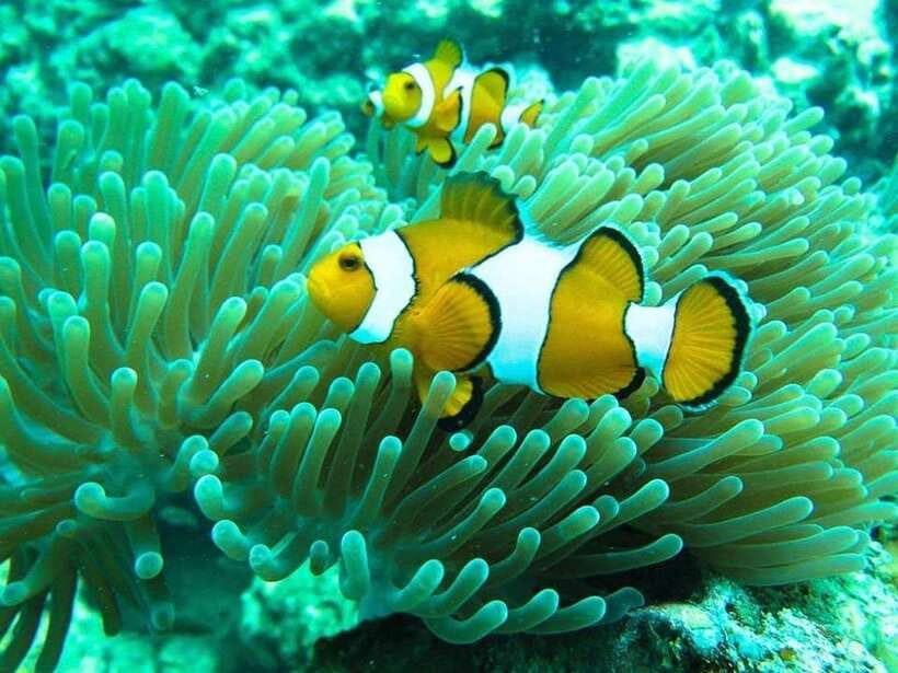 Phuket: 3 Khai Islands Relax & Snorkeling Half/Full Day Tour - What this Khai Islands trip is really like