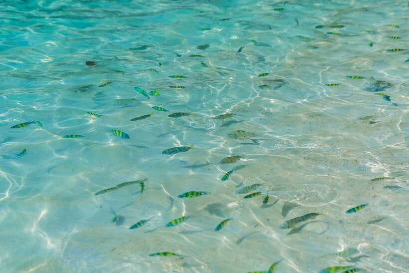 Phuket: 3 Khai Islands Relax & Snorkeling Half/Full Day Tour - Half-day or full-day: choose by your travel style
