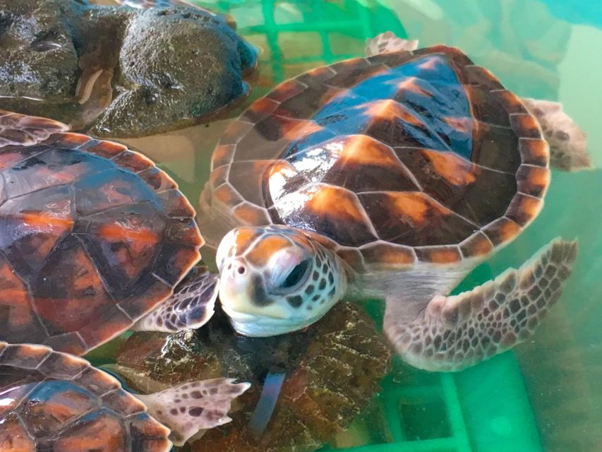 Phuket: Bamboo Rafting, Monkey Cave, and ATV Option - Bamboo rafting through mangroves and estuaries