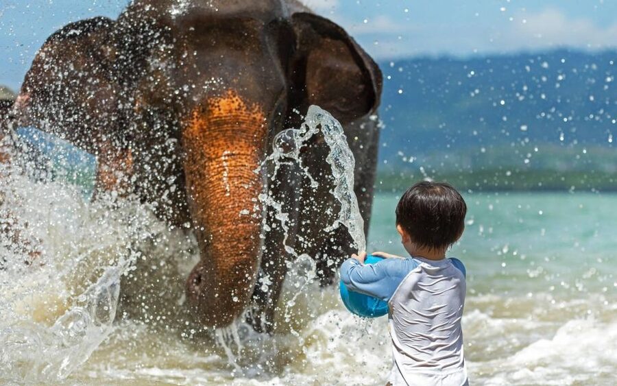 Phuket:Beach walk with elephants, rain & care. 2.5 hours - Who will enjoy Lily Elephant Camp most?
