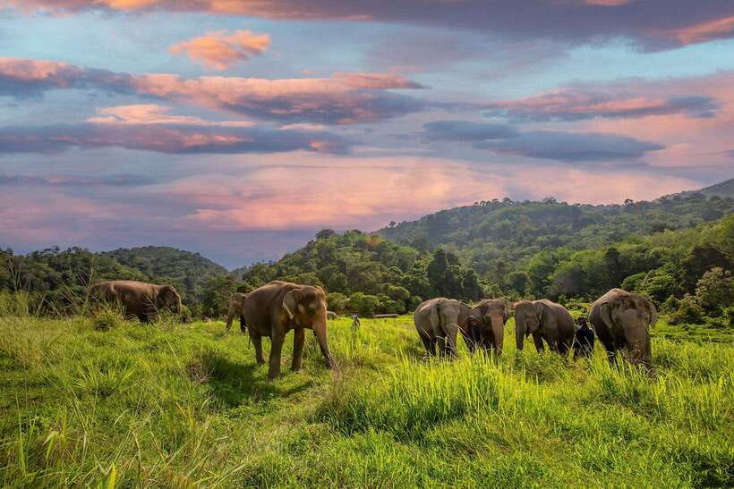Phuket: Bukit Elephant Park Sanctuary Walk and Feed Tour - Key details at a glance