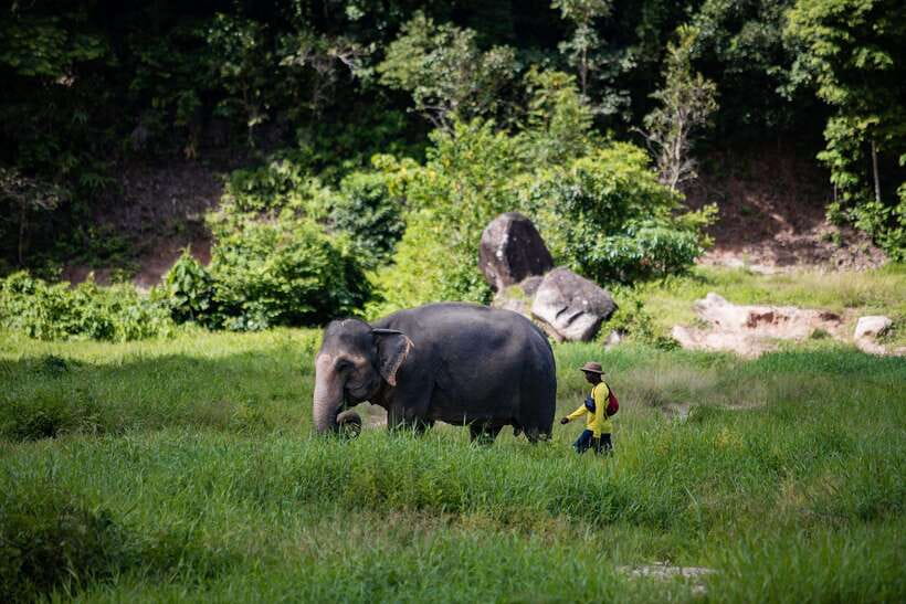 Phuket: Bukit Elephant Park Sanctuary Walk and Feed Tour - Arrival, drinks, and the sanctuary setting