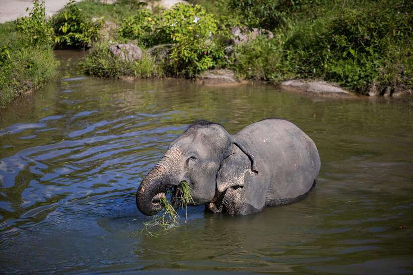 Phuket: Bukit Elephant Park Sanctuary Walk and Feed Tour - What makes the experience ethical, and what remains complicated