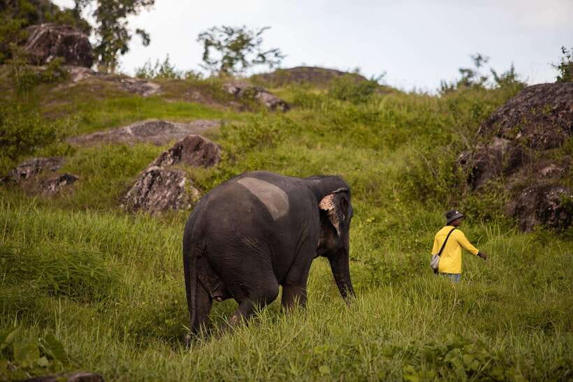Phuket: Bukit Elephant Park Sanctuary Walk and Feed Tour - Price, timing, and who gets good value