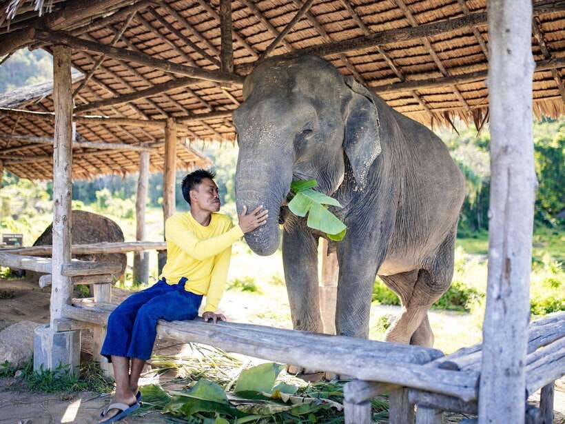 Phuket: Bukit Elephant Park Sanctuary Walk and Feed Tour - The guide makes the difference