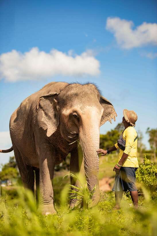Phuket: Bukit Elephant Park Sanctuary Walk and Feed Tour - Pickup from Phuket hotels