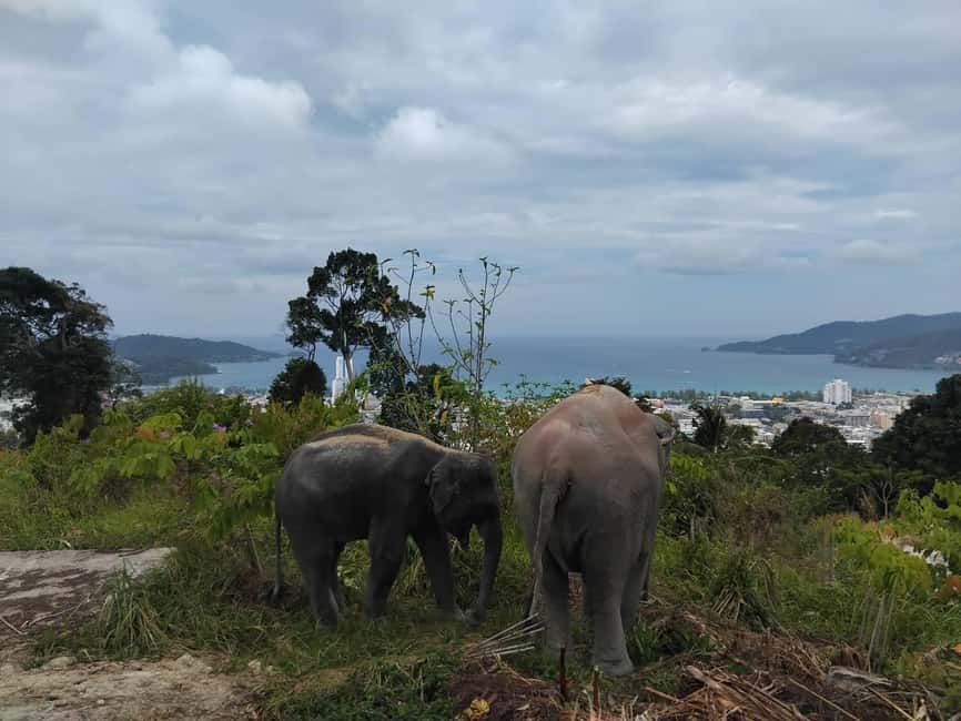 Phuket: Eco Guided Tour at Elephant Sanctuary - Making herbal vitamin balls by hand