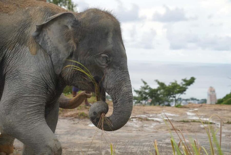 Phuket: Eco Guided Tour at Elephant Sanctuary - Meeting and feeding the elephants