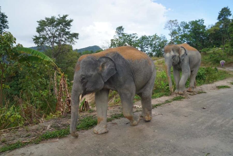 Phuket: Eco Guided Tour at Elephant Sanctuary - Is $32 good value?