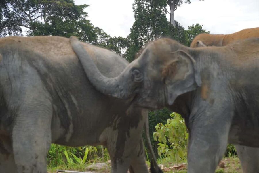 Phuket: Eco Guided Tour at Elephant Sanctuary - Who should choose this experience?
