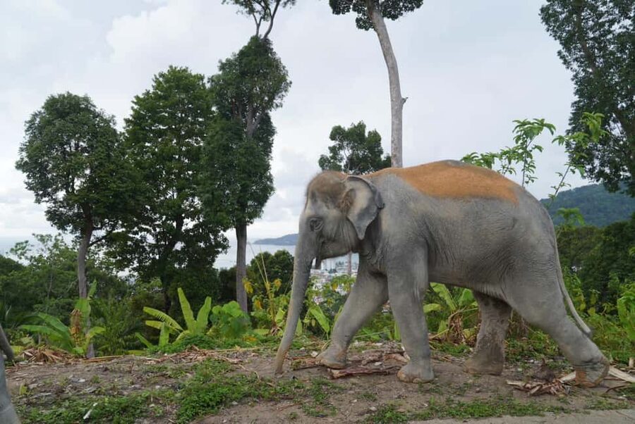 Phuket: Eco Guided Tour at Elephant Sanctuary - Practical tips for a calmer visit