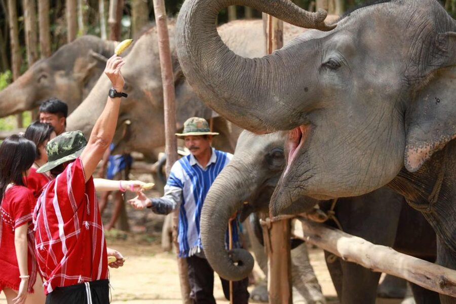Phuket: Elephant Experience with Lunch or Dinner and Pickup - Key points to know before you go