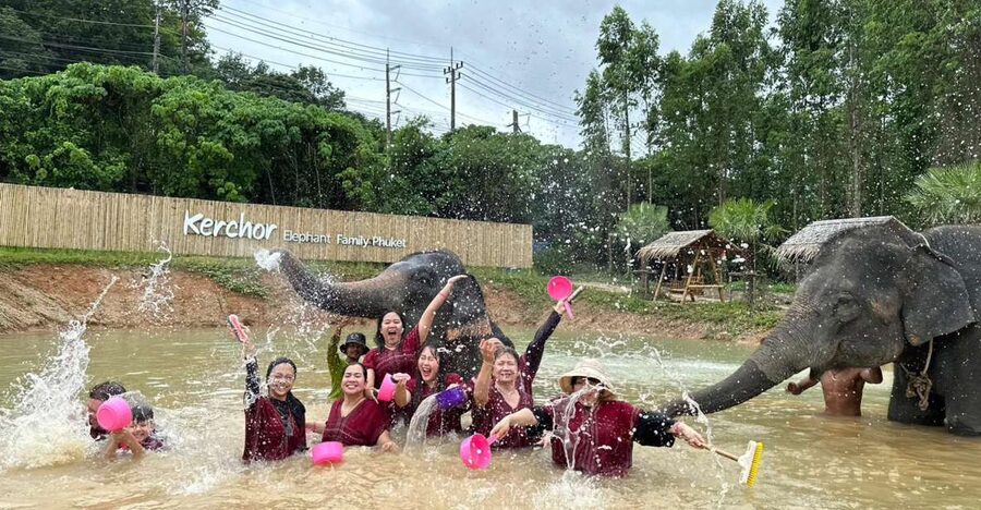 Phuket: Elephant Experience with Lunch or Dinner and Pickup - Preparing food and feeding the elephants
