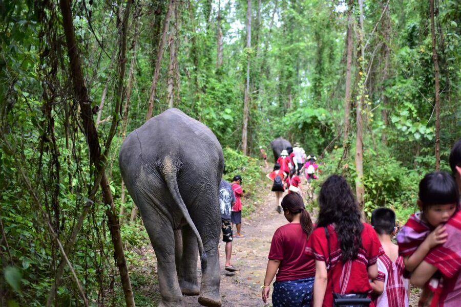 Phuket: Elephant Experience with Lunch or Dinner and Pickup - Walking through the jungle with the herd