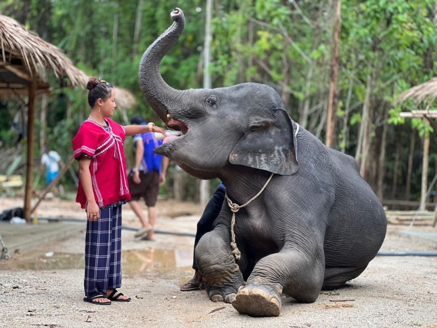 Phuket: Elephant Experience with Lunch or Dinner and Pickup - The muddy, wet elephant spa