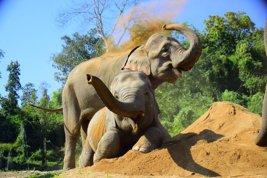 Phuket: Elephant Feeding Program - Preparing the elephant food for 15 minutes