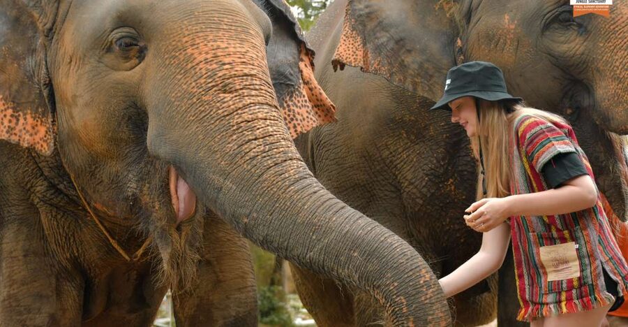 Phuket: Elephant Jungle Sanctuary Ethical Feeding Experience - Key points to know before you go