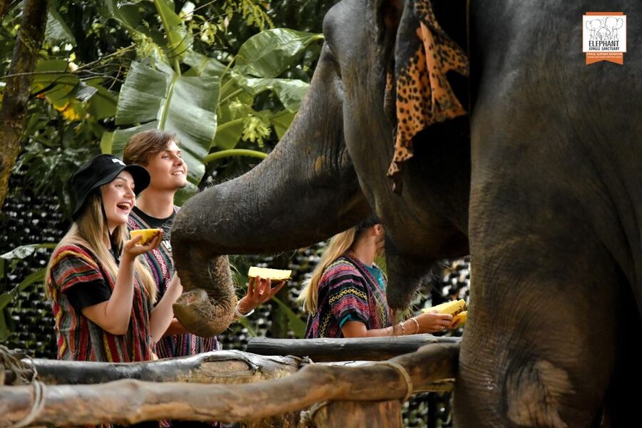 Phuket: Elephant Jungle Sanctuary Ethical Feeding Experience - What the Phuket feeding program is really like
