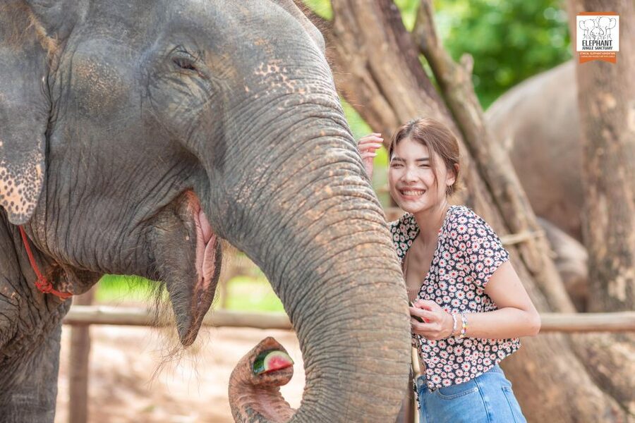 Phuket: Elephant Jungle Sanctuary Ethical Feeding Experience - What your guide adds to the hour
