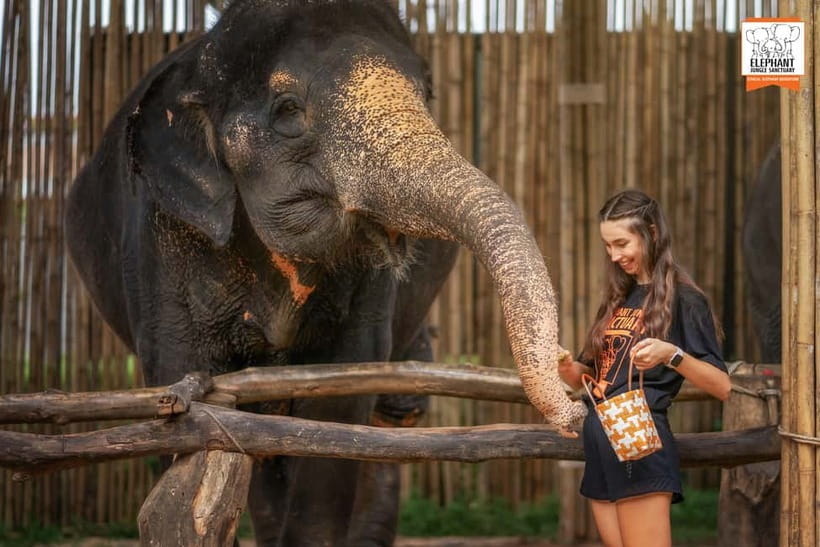 Phuket: Elephant Jungle Sanctuary Ethical Feeding Experience - A closer look at the sanctuary’s ethical approach