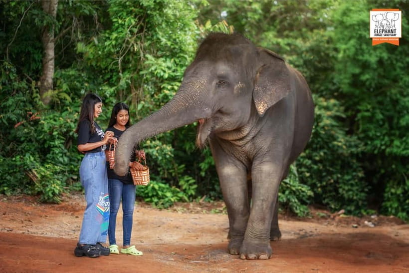 Phuket: Elephant Jungle Sanctuary Ethical Feeding Experience - Photos, feeding, and the small details you will remember