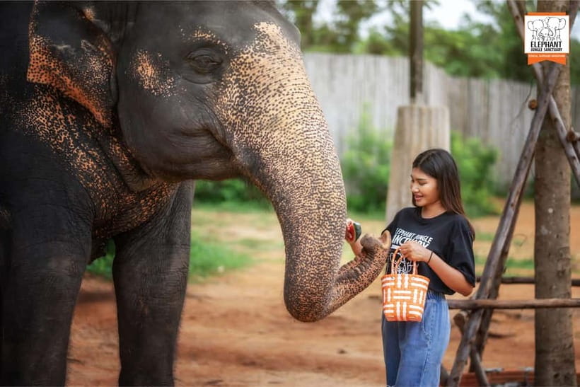 Phuket: Elephant Jungle Sanctuary Ethical Feeding Experience - Is $28 good value for one hour?