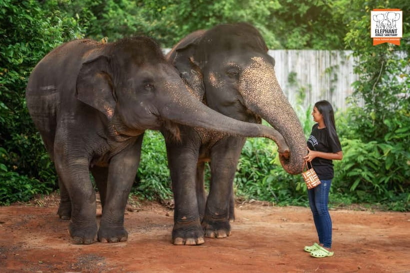 Phuket: Elephant Jungle Sanctuary Ethical Feeding Experience - Who will enjoy this more than a full-day tour?