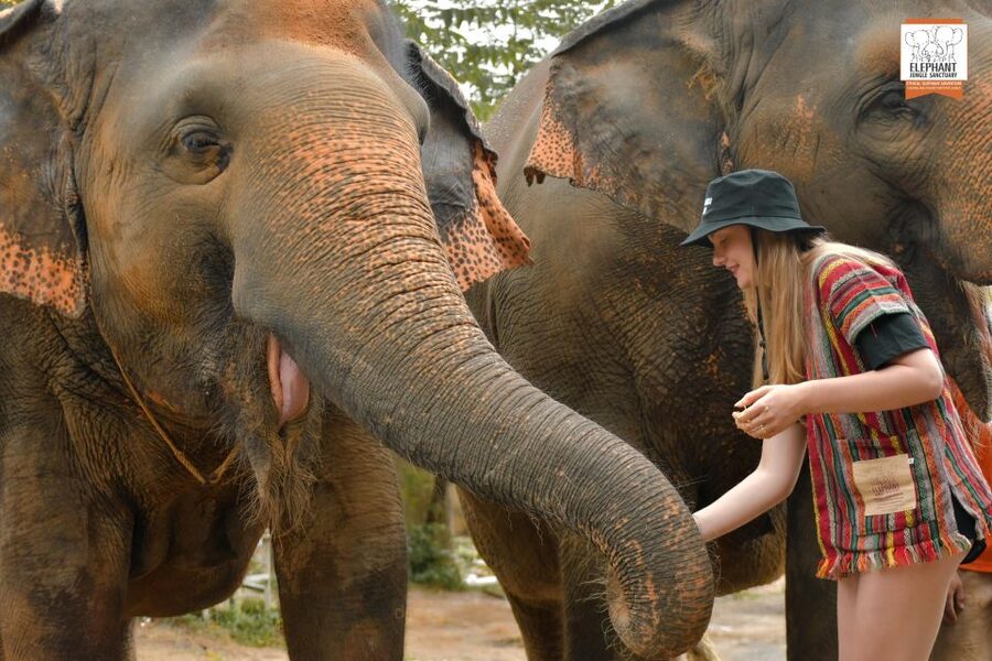 Phuket: Elephant Jungle Sanctuary Ethical Feeding Experience - Meeting the elephants without rides or bathing