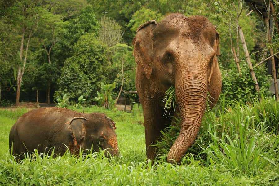 Phuket: Elephant Nature Reserve Entry Ticket and Guided Tour - Key points to know before you go