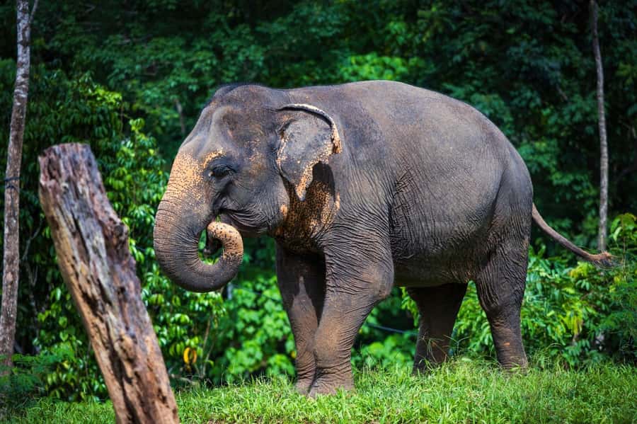 Phuket: Elephant Nature Reserve Entry Ticket and Guided Tour - Who will enjoy this visit most