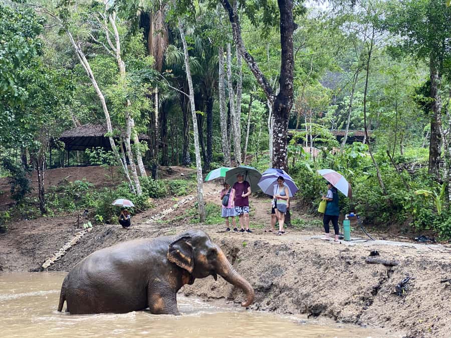 Phuket: Elephant Nature Reserve Entry Ticket and Guided Tour - Why this Phuket elephant visit feels different