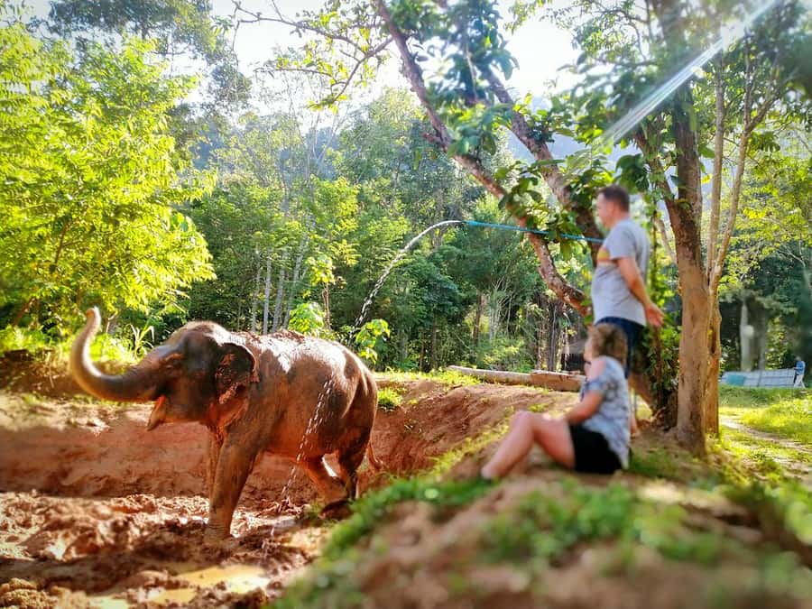 Phuket: Elephant Nature Reserve Entry Ticket and Guided Tour - The briefing sets the rules