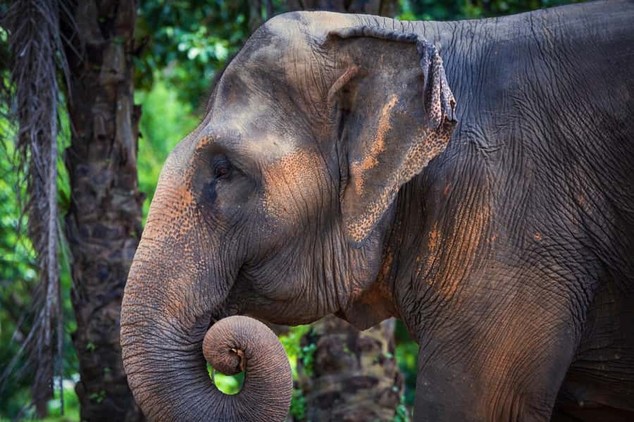 Phuket: Elephant Nature Reserve Entry Ticket and Guided Tour - Meeting the rescued elephants